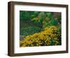 Black-Eyed Susans, Rudbeckia Hirta, and Joe Pye Weed, Holden Arboretum, Cleveland, Ohio, USA-Adam Jones-Framed Photographic Print