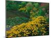 Black-Eyed Susans, Rudbeckia Hirta, and Joe Pye Weed, Holden Arboretum, Cleveland, Ohio, USA-Adam Jones-Mounted Photographic Print