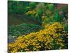 Black-Eyed Susans, Rudbeckia Hirta, and Joe Pye Weed, Holden Arboretum, Cleveland, Ohio, USA-Adam Jones-Stretched Canvas