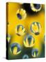 Black-Eyed Susans Seen Through Water Droplets-Adam Jones-Stretched Canvas