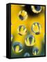 Black-Eyed Susans Seen Through Water Droplets-Adam Jones-Framed Stretched Canvas