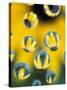 Black-Eyed Susans Seen Through Water Droplets-Adam Jones-Stretched Canvas