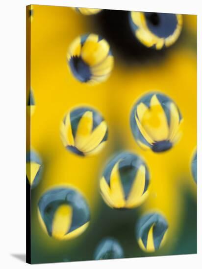 Black-Eyed Susans Seen Through Water Droplets-Adam Jones-Stretched Canvas