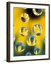 Black-Eyed Susans Seen Through Water Droplets-Adam Jones-Framed Premium Photographic Print