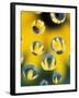 Black-Eyed Susans Seen Through Water Droplets-Adam Jones-Framed Premium Photographic Print