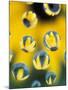 Black-Eyed Susans Seen Through Water Droplets-Adam Jones-Mounted Premium Photographic Print