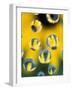 Black-Eyed Susans Seen Through Water Droplets-Adam Jones-Framed Photographic Print