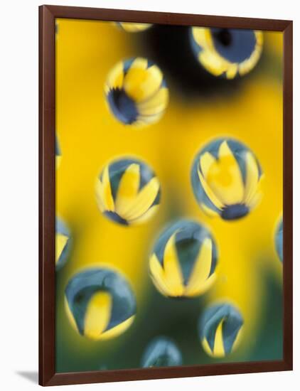 Black-Eyed Susans Seen Through Water Droplets-Adam Jones-Framed Photographic Print