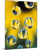 Black-Eyed Susans Seen Through Water Droplets-Adam Jones-Mounted Photographic Print