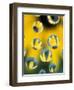 Black-Eyed Susans Seen Through Water Droplets-Adam Jones-Framed Photographic Print