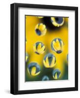 Black-Eyed Susans Seen Through Water Droplets-Adam Jones-Framed Photographic Print