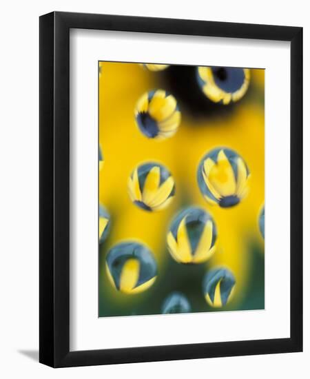 Black-Eyed Susans Seen Through Water Droplets-Adam Jones-Framed Photographic Print