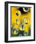 Black-Eyed Susans Seen Through Water Droplets-Adam Jones-Framed Photographic Print