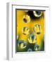 Black-Eyed Susans Seen Through Water Droplets-Adam Jones-Framed Photographic Print