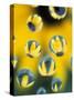 Black-Eyed Susans Seen Through Water Droplets-Adam Jones-Stretched Canvas