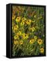 Black Eyed Susans Wildflowers, Neil Smith Nwr, Iowa, USA-Chuck Haney-Framed Stretched Canvas