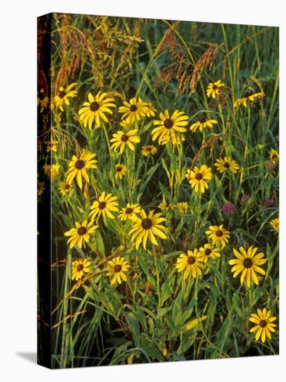 Black Eyed Susans Wildflowers, Neil Smith Nwr, Iowa, USA-Chuck Haney-Stretched Canvas