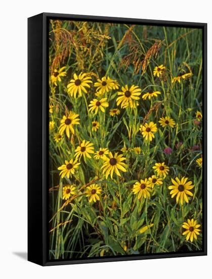 Black Eyed Susans Wildflowers, Neil Smith Nwr, Iowa, USA-Chuck Haney-Framed Stretched Canvas