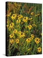 Black Eyed Susans Wildflowers, Neil Smith Nwr, Iowa, USA-Chuck Haney-Stretched Canvas