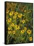 Black Eyed Susans Wildflowers, Neil Smith Nwr, Iowa, USA-Chuck Haney-Framed Stretched Canvas