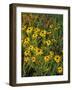 Black Eyed Susans Wildflowers, Neil Smith Nwr, Iowa, USA-Chuck Haney-Framed Photographic Print