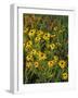 Black Eyed Susans Wildflowers, Neil Smith Nwr, Iowa, USA-Chuck Haney-Framed Photographic Print