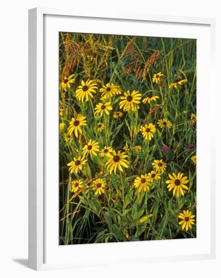 Black Eyed Susans Wildflowers, Neil Smith Nwr, Iowa, USA-Chuck Haney-Framed Photographic Print