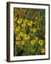 Black Eyed Susans Wildflowers, Neil Smith Nwr, Iowa, USA-Chuck Haney-Framed Photographic Print