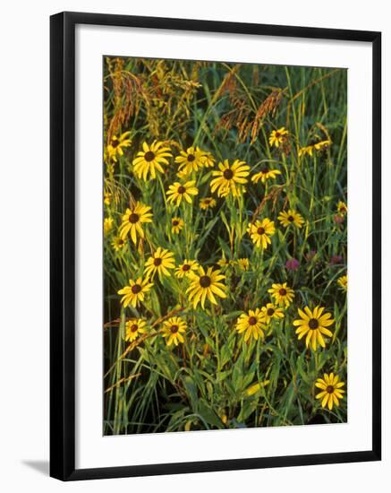 Black Eyed Susans Wildflowers, Neil Smith Nwr, Iowa, USA-Chuck Haney-Framed Photographic Print