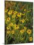 Black Eyed Susans Wildflowers, Neil Smith Nwr, Iowa, USA-Chuck Haney-Mounted Photographic Print