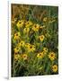 Black Eyed Susans Wildflowers, Neil Smith Nwr, Iowa, USA-Chuck Haney-Framed Photographic Print