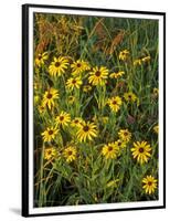 Black Eyed Susans Wildflowers, Neil Smith Nwr, Iowa, USA-Chuck Haney-Framed Photographic Print