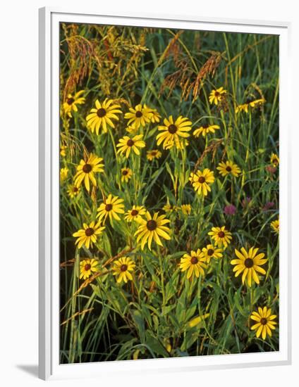 Black Eyed Susans Wildflowers, Neil Smith Nwr, Iowa, USA-Chuck Haney-Framed Photographic Print