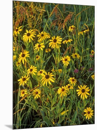 Black Eyed Susans Wildflowers, Neil Smith Nwr, Iowa, USA-Chuck Haney-Mounted Photographic Print