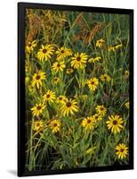 Black Eyed Susans Wildflowers, Neil Smith Nwr, Iowa, USA-Chuck Haney-Framed Photographic Print