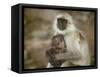 Black-Face Langur Mother and Baby, Ranthambore National Park, Rajasthan, India-Keren Su-Framed Stretched Canvas