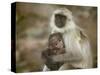 Black-Face Langur Mother and Baby, Ranthambore National Park, Rajasthan, India-Keren Su-Stretched Canvas