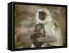 Black-Face Langur Mother and Baby, Ranthambore National Park, Rajasthan, India-Keren Su-Framed Stretched Canvas