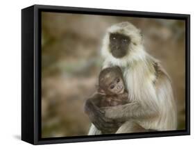 Black-Face Langur Mother and Baby, Ranthambore National Park, Rajasthan, India-Keren Su-Framed Stretched Canvas