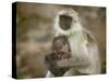 Black-Face Langur Mother and Baby, Ranthambore National Park, Rajasthan, India-Keren Su-Stretched Canvas
