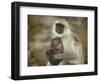 Black-Face Langur Mother and Baby, Ranthambore National Park, Rajasthan, India-Keren Su-Framed Photographic Print