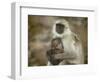 Black-Face Langur Mother and Baby, Ranthambore National Park, Rajasthan, India-Keren Su-Framed Photographic Print