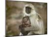 Black-Face Langur Mother and Baby, Ranthambore National Park, Rajasthan, India-Keren Su-Mounted Photographic Print