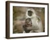 Black-Face Langur Mother and Baby, Ranthambore National Park, Rajasthan, India-Keren Su-Framed Photographic Print