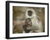 Black-Face Langur Mother and Baby, Ranthambore National Park, Rajasthan, India-Keren Su-Framed Photographic Print