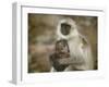 Black-Face Langur Mother and Baby, Ranthambore National Park, Rajasthan, India-Keren Su-Framed Photographic Print