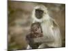 Black-Face Langur Mother and Baby, Ranthambore National Park, Rajasthan, India-Keren Su-Mounted Photographic Print