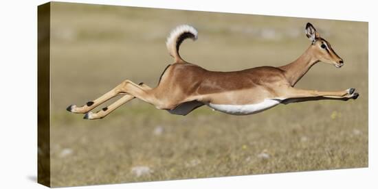 Black Faced Impala (Aepyceros Melamis Petersi) Female Jumping, Etosha National Park, Namibia-Tony Heald-Stretched Canvas