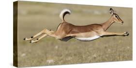 Black Faced Impala (Aepyceros Melamis Petersi) Female Jumping, Etosha National Park, Namibia-Tony Heald-Stretched Canvas