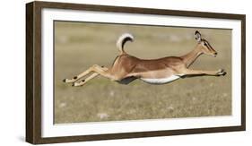 Black Faced Impala (Aepyceros Melamis Petersi) Female Jumping, Etosha National Park, Namibia-Tony Heald-Framed Photographic Print